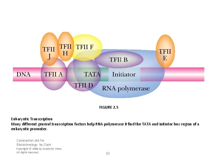 FIGURE 2. 5 Eukaryotic Transcription Many different general transcription factors help RNA polymerase II