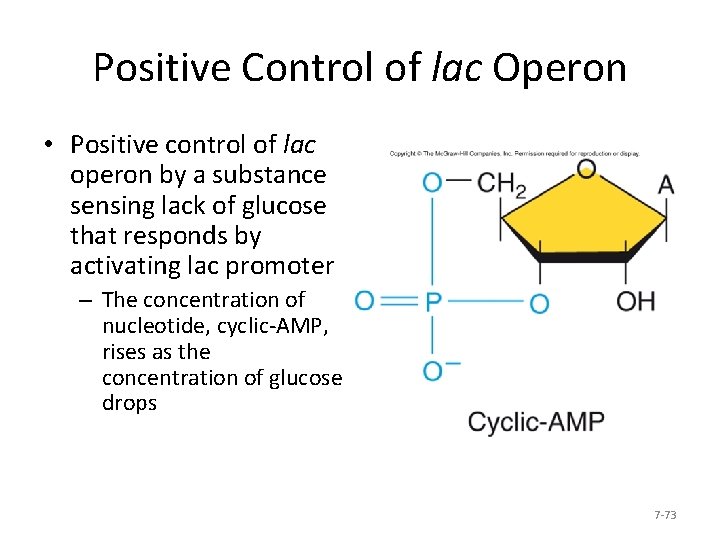 Positive Control of lac Operon • Positive control of lac operon by a substance