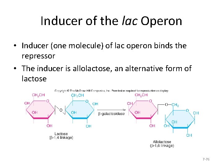 Inducer of the lac Operon • Inducer (one molecule) of lac operon binds the