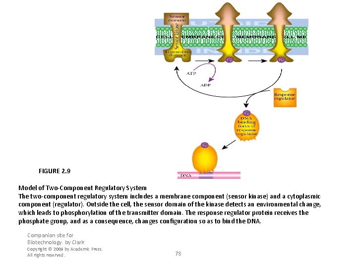 FIGURE 2. 9 Model of Two-Component Regulatory System The two-component regulatory system includes a