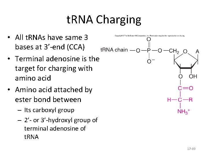 t. RNA Charging • All t. RNAs have same 3 bases at 3’-end (CCA)