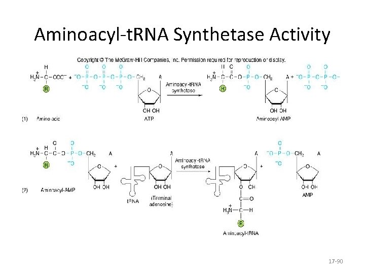Aminoacyl-t. RNA Synthetase Activity 17 -90 