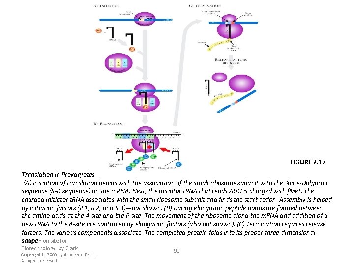 FIGURE 2. 17 Translation in Prokaryotes (A) Initiation of translation begins with the association