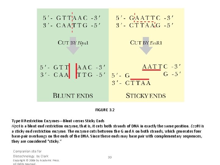 FIGURE 3. 2 Type II Restriction Enzymes—Blunt versus Sticky Ends Hpa. I is a