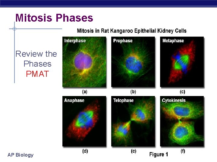 Mitosis Phases Review the Phases PMAT AP Biology 