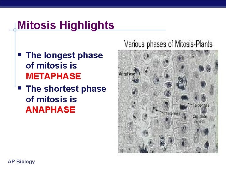 Mitosis Highlights § The longest phase § of mitosis is METAPHASE The shortest phase