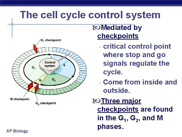 The cell cycle control system Mediated by AP Biology checkpoints ◦ critical control point