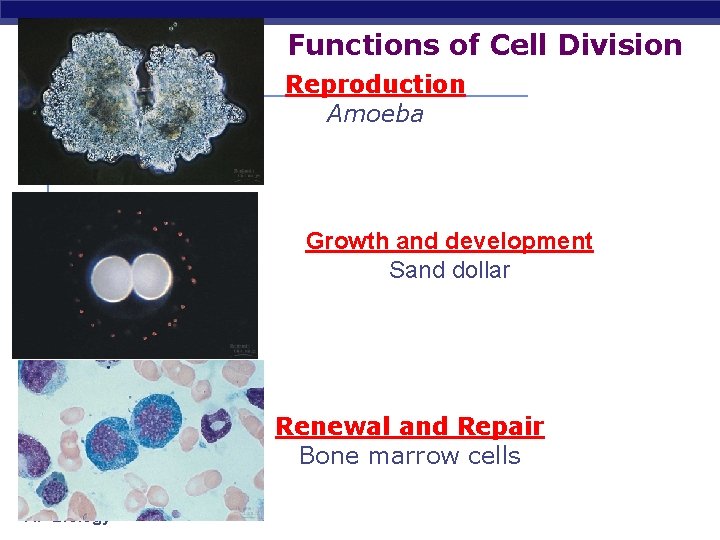 Functions of Cell Division Reproduction Amoeba Growth and development Sand dollar Renewal and Repair