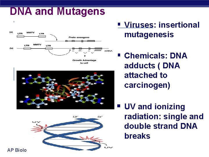 DNA and Mutagens § Viruses: insertional mutagenesis § Chemicals: DNA adducts ( DNA attached