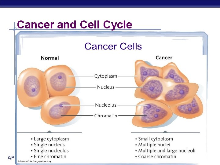 Cancer and Cell Cycle AP Biology 