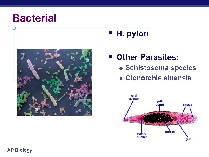 Bacterial § H. pylori § Other Parasites: u u AP Biology Schistosoma species Clonorchis