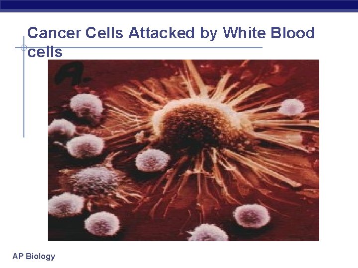 Cancer Cells Attacked by White Blood cells AP Biology 