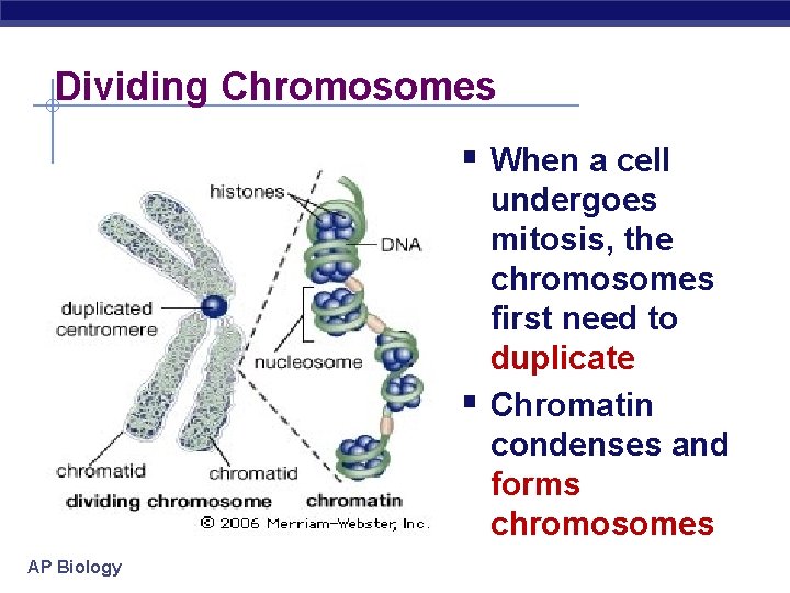 Dividing Chromosomes § When a cell § AP Biology undergoes mitosis, the chromosomes first