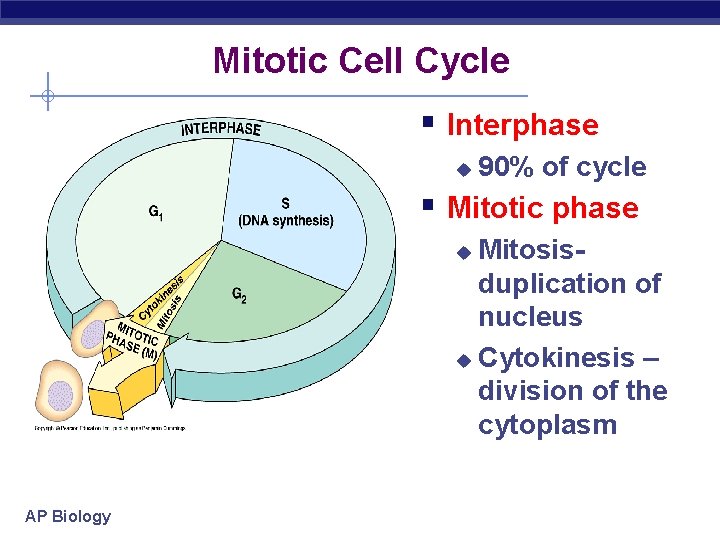 Mitotic Cell Cycle § Interphase u 90% of cycle § Mitotic phase Mitosisduplication of
