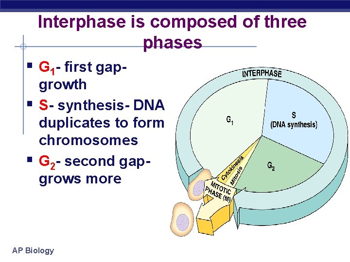 Interphase is composed of three phases § G 1 - first gap§ § growth