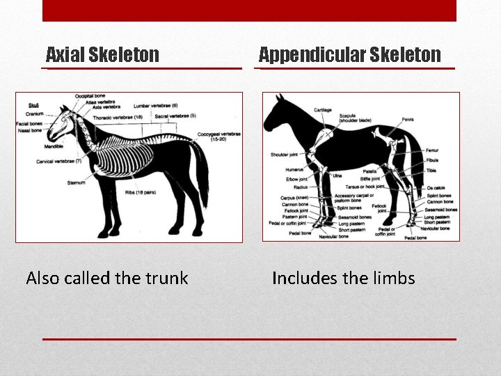 Axial Skeleton Also called the trunk Appendicular Skeleton Includes the limbs 