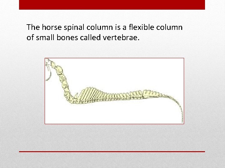 The horse spinal column is a flexible column of small bones called vertebrae. 
