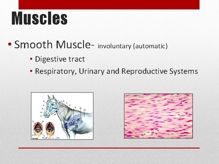 Muscles • Smooth Muscle- involuntary (automatic) • Digestive tract • Respiratory, Urinary and Reproductive