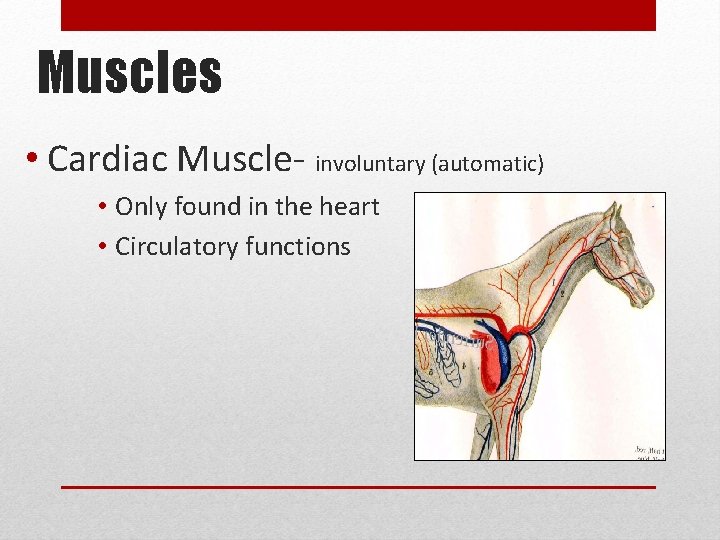 Muscles • Cardiac Muscle- involuntary (automatic) • Only found in the heart • Circulatory