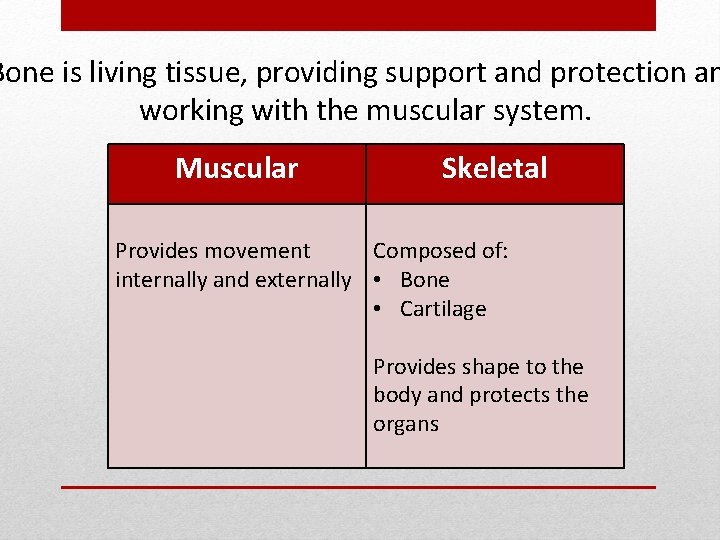 Bone is living tissue, providing support and protection an working with the muscular system.