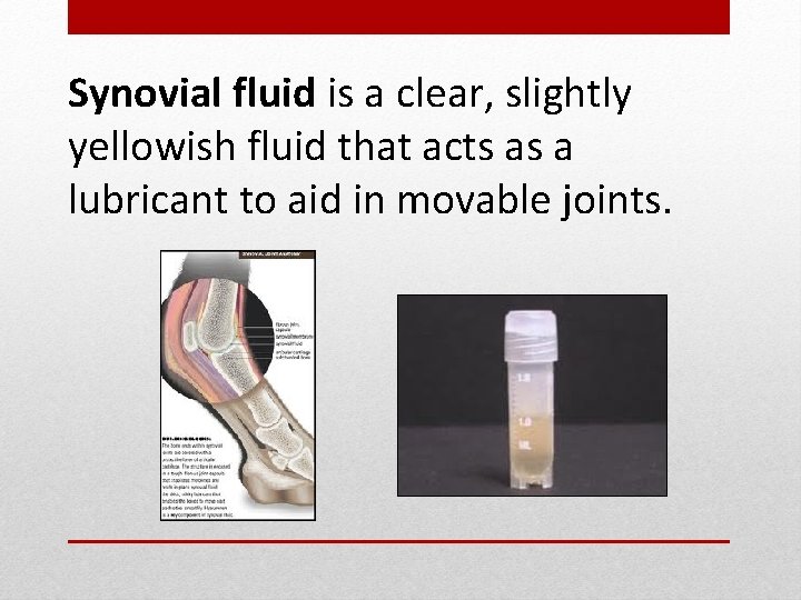 Synovial fluid is a clear, slightly yellowish fluid that acts as a lubricant to