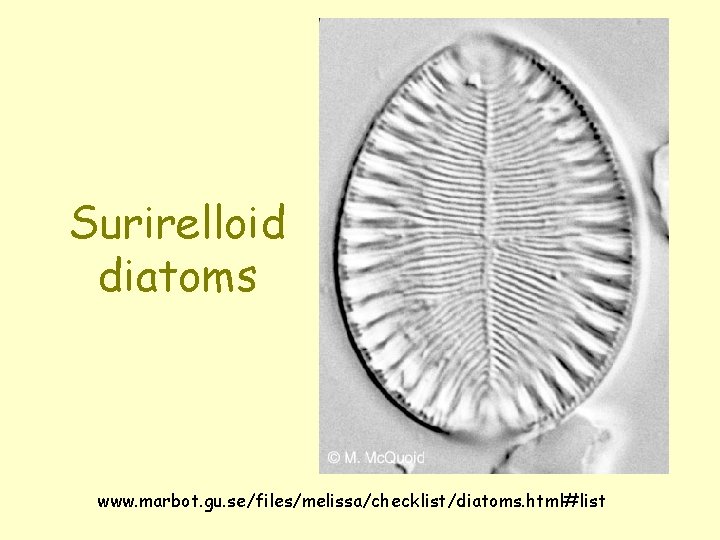Surirelloid diatoms www. marbot. gu. se/files/melissa/checklist/diatoms. html#list 