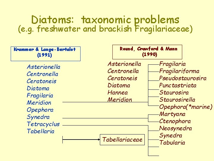 Diatoms: taxonomic problems (e. g. freshwater and brackish Fragilariaceae) Krammer & Lange-Bertalot (1991) Asterionella