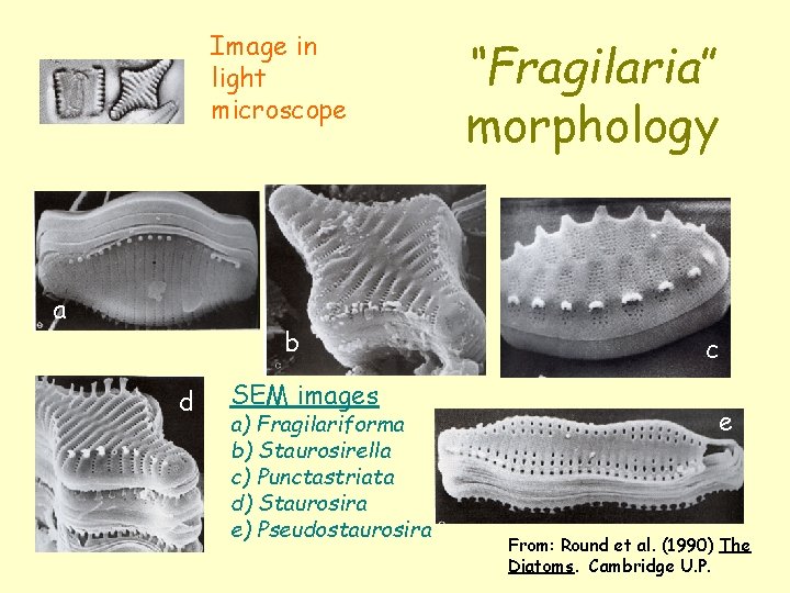 Image in light microscope a b d SEM images a) Fragilariforma b) Staurosirella c)