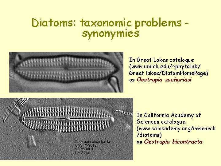 Diatoms: taxonomic problems synonymies In Great Lakes catalogue (www. umich. edu/~phytolab/ Great lakes/Diatom. Home.