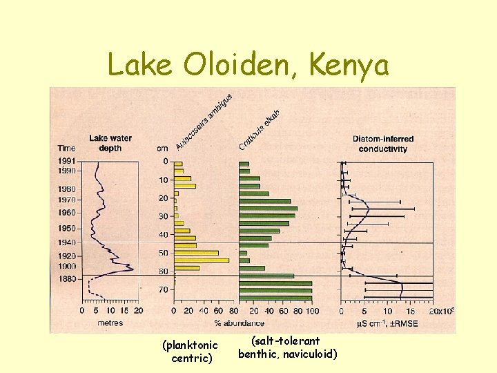 Lake Oloiden, Kenya (planktonic centric) (salt-tolerant benthic, naviculoid) 