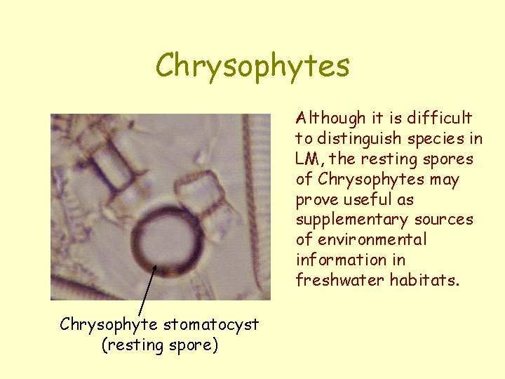 Chrysophytes Although it is difficult to distinguish species in LM, the resting spores of