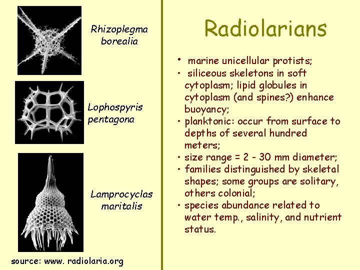 Rhizoplegma borealia Radiolarians • marine unicellular protists; Lophospyris pentagona Lamprocyclas maritalis source: www. radiolaria.