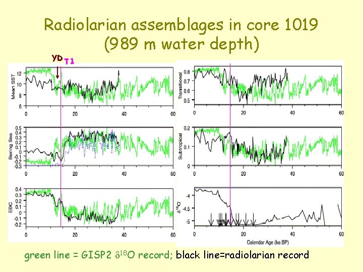 Radiolarian assemblages in core 1019 (989 m water depth) YD T 1 green line