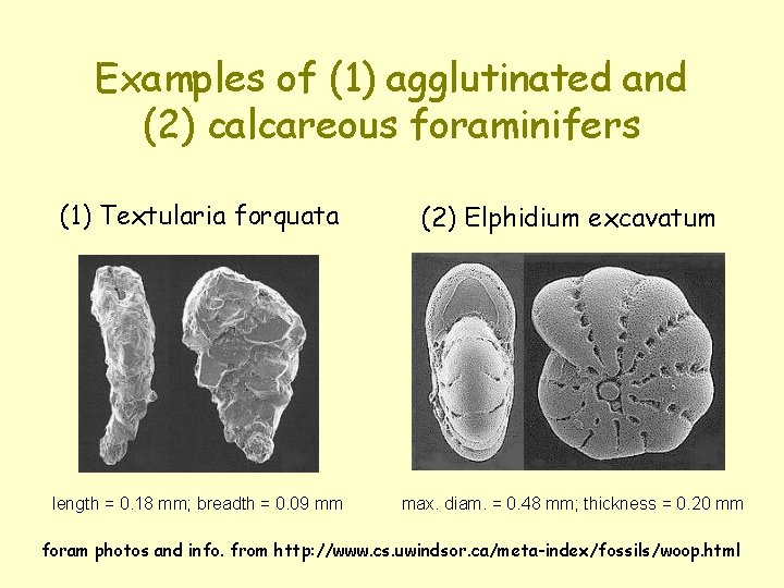 Examples of (1) agglutinated and (2) calcareous foraminifers (1) Textularia forquata (2) Elphidium excavatum