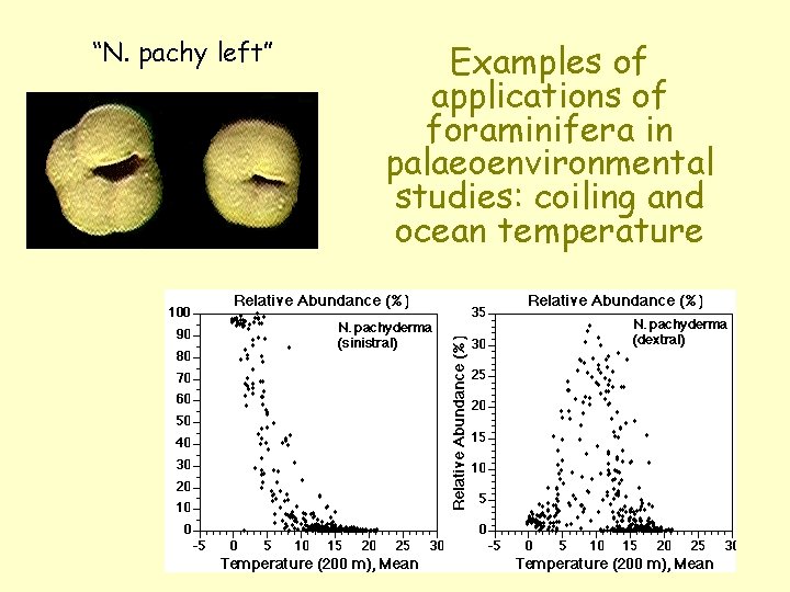 “N. pachy left” Examples of applications of foraminifera in palaeoenvironmental studies: coiling and ocean