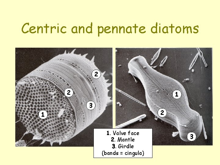 Centric and pennate diatoms 2 2 1 3 2 1 1. Valve face 2.