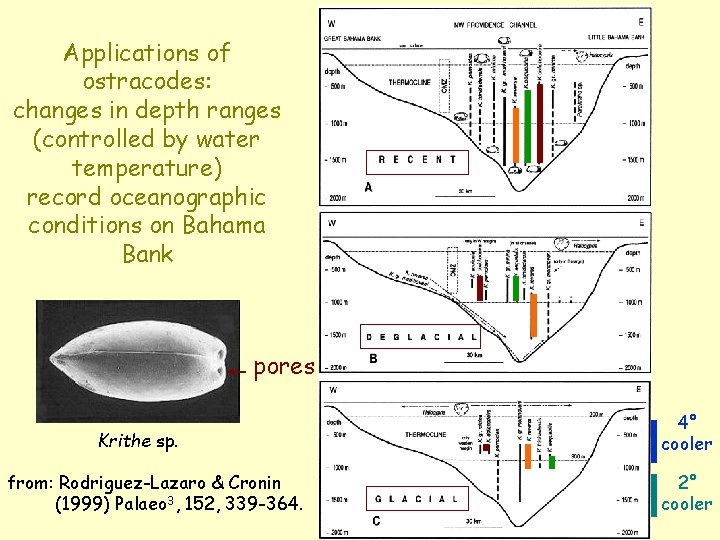 Applications of ostracodes: changes in depth ranges (controlled by water temperature) record oceanographic conditions