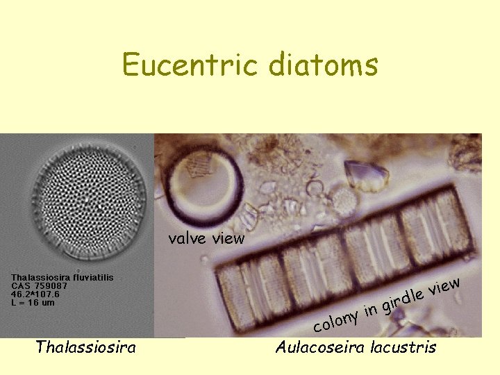 Eucentric diatoms valve view Thalassiosira in y n olo g w e i v