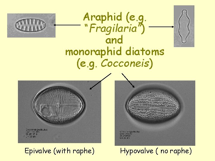 Araphid (e. g. “Fragilaria”) and monoraphid diatoms (e. g. Cocconeis) Epivalve (with raphe) Hypovalve