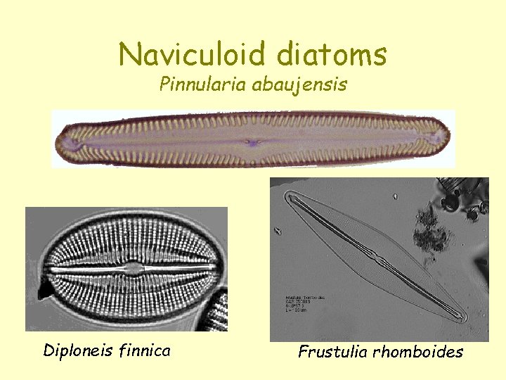 Naviculoid diatoms Pinnularia abaujensis Diploneis finnica Frustulia rhomboides 