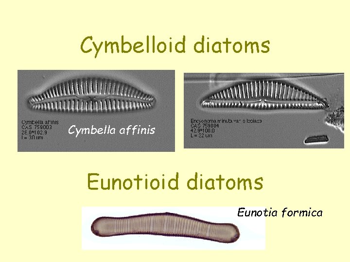 Cymbelloid diatoms Cymbella affinis Eunotioid diatoms Eunotia formica 