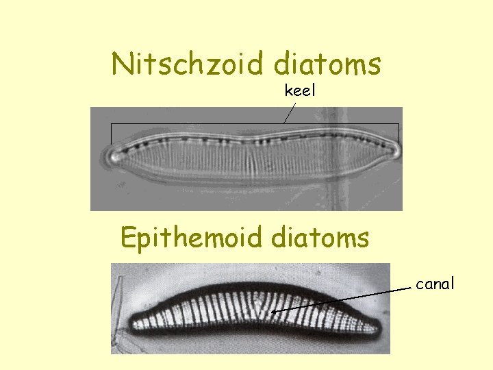 Nitschzoid diatoms keel Epithemoid diatoms canal 