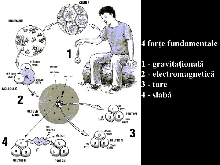 4 forţe fundamentale 1 - gravitaţională 2 - electromagnetică 3 - tare 4 -