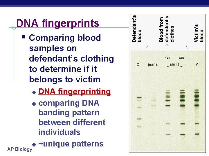 DNA fingerprints § Comparing blood samples on defendant’s clothing to determine if it belongs