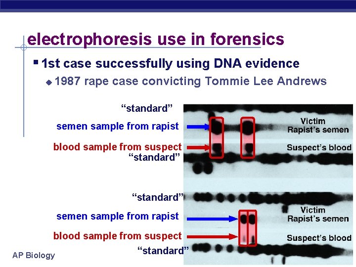 electrophoresis use in forensics § 1 st case successfully using DNA evidence u 1987