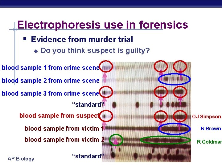 Electrophoresis use in forensics § Evidence from murder trial u Do you think suspect