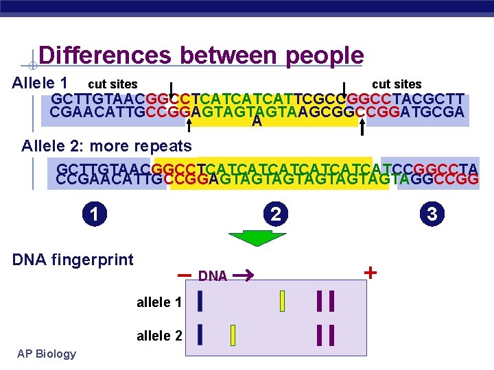 Differences between people Allele 1 cut sites GCTTGTAACGGCCTCATCATCATTCGCCGGCCTACGCTT CGAACATTGCCGGAGTAGTAGTAAGCGGCCGGATGCGA A Allele 2: more repeats