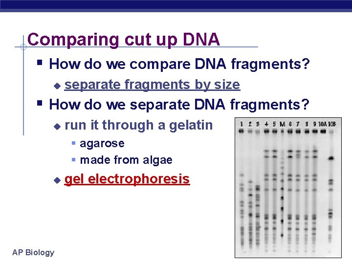Comparing cut up DNA § How do we compare DNA fragments? u separate fragments