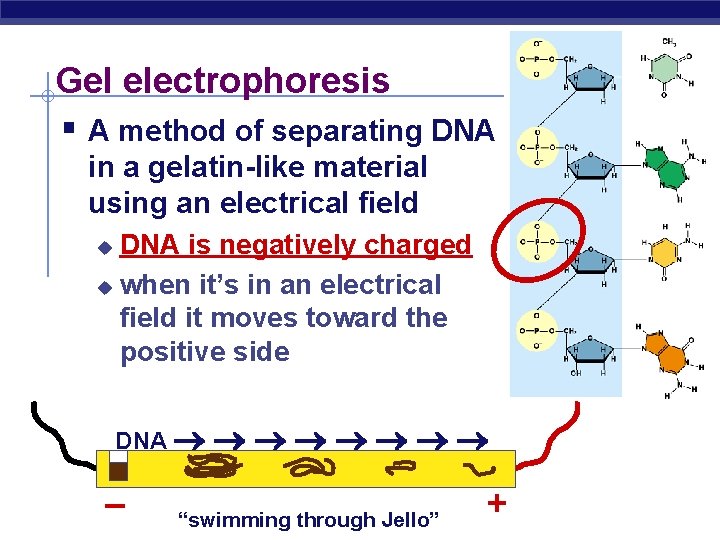 Gel electrophoresis § A method of separating DNA in a gelatin-like material using an