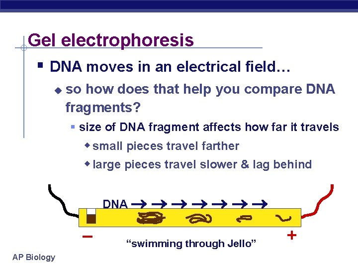 Gel electrophoresis § DNA moves in an electrical field… u so how does that